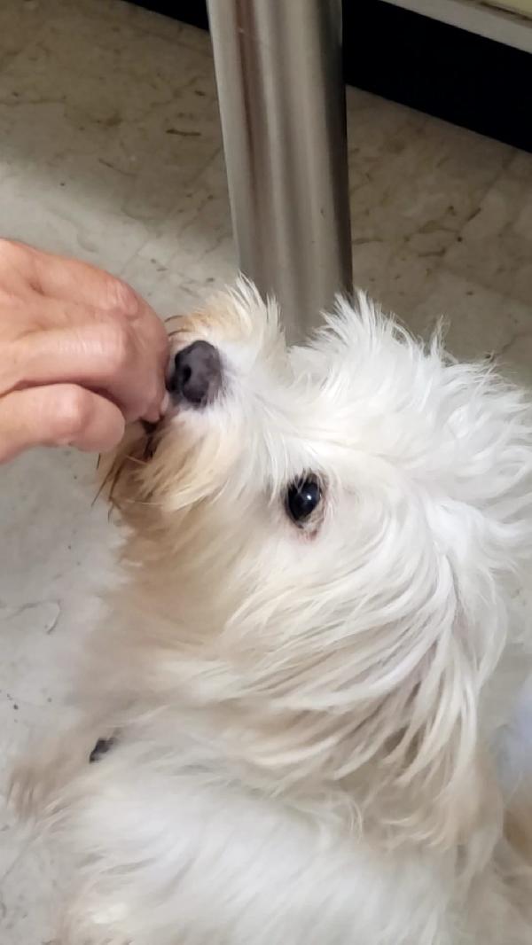 Splendida simil maltese - LUNA Foto 6